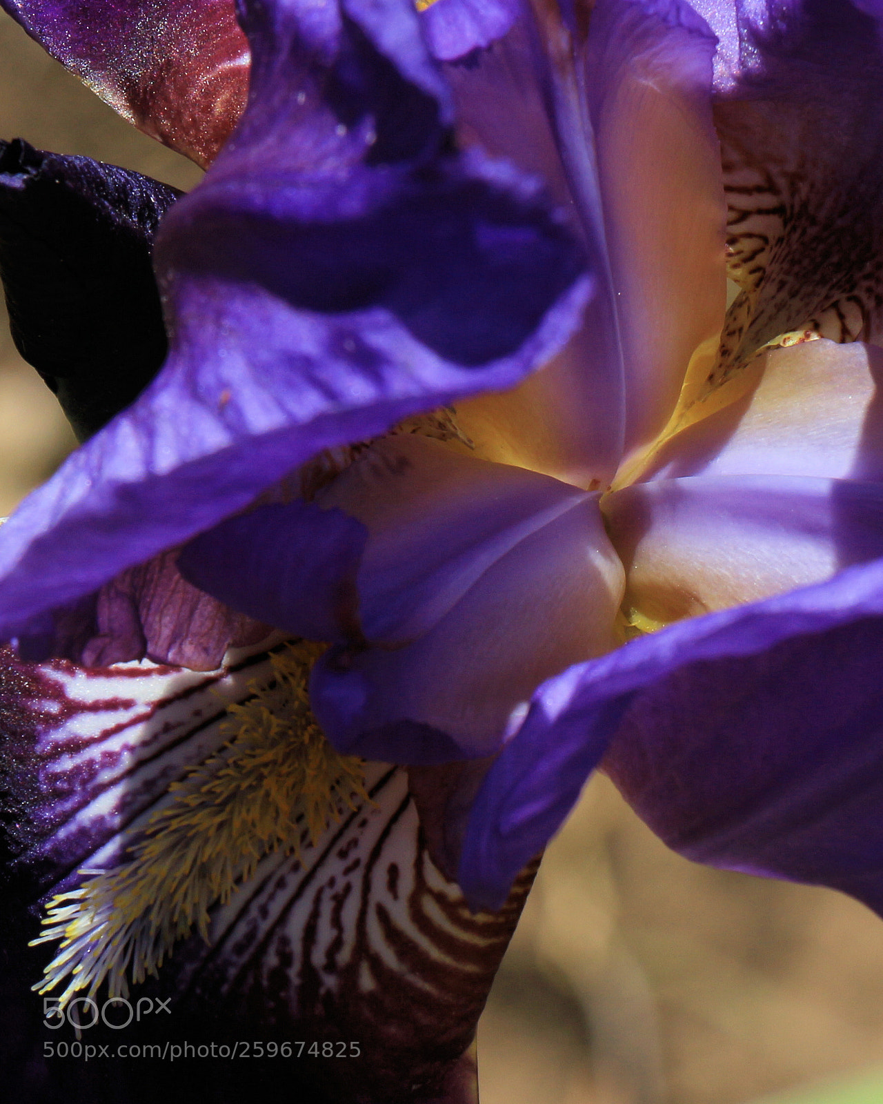 Canon EOS 700D (EOS Rebel T5i / EOS Kiss X7i) sample photo. Purple deep down 2 photography