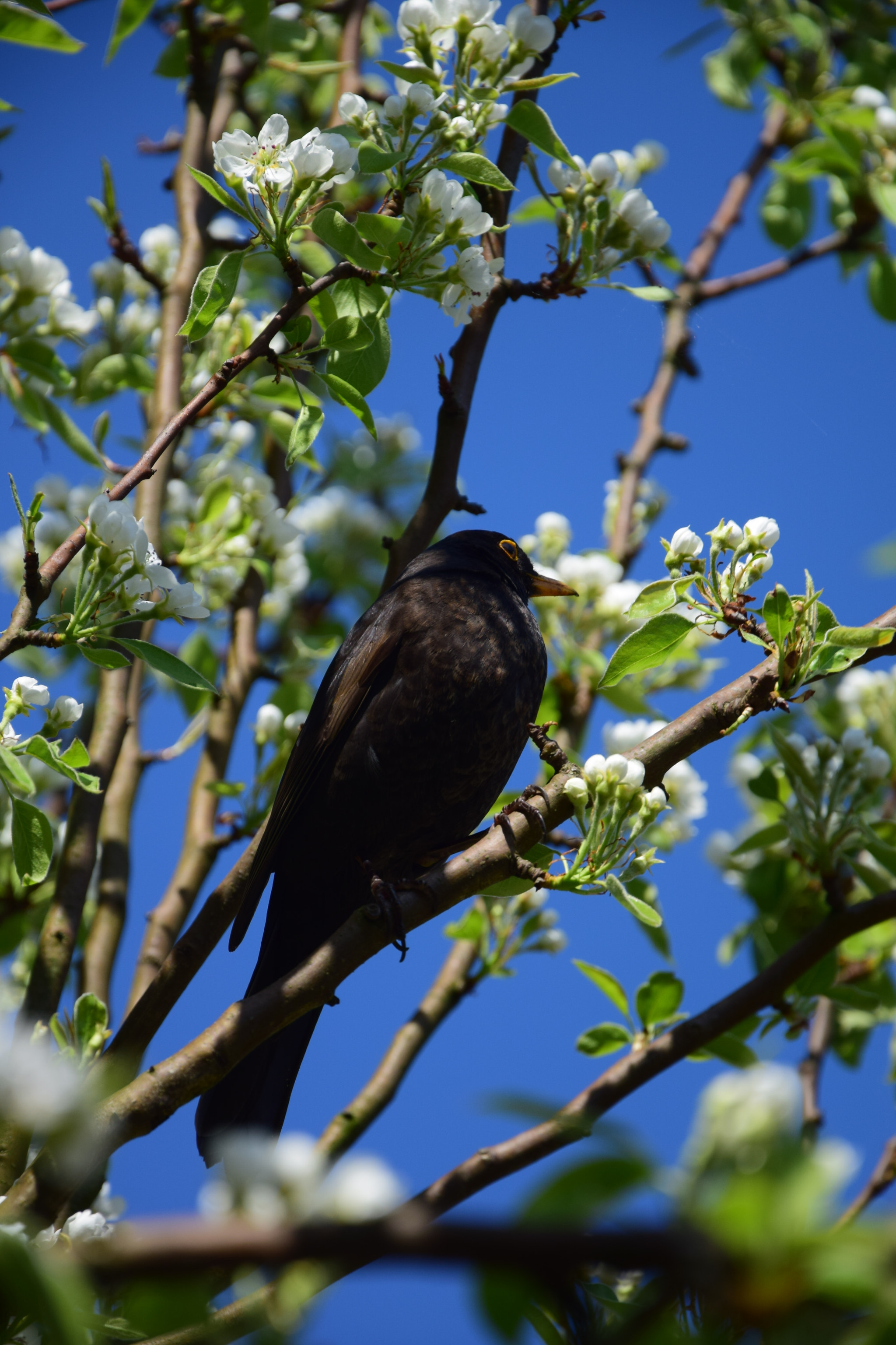 Nikon D5300 sample photo. Black bird photography