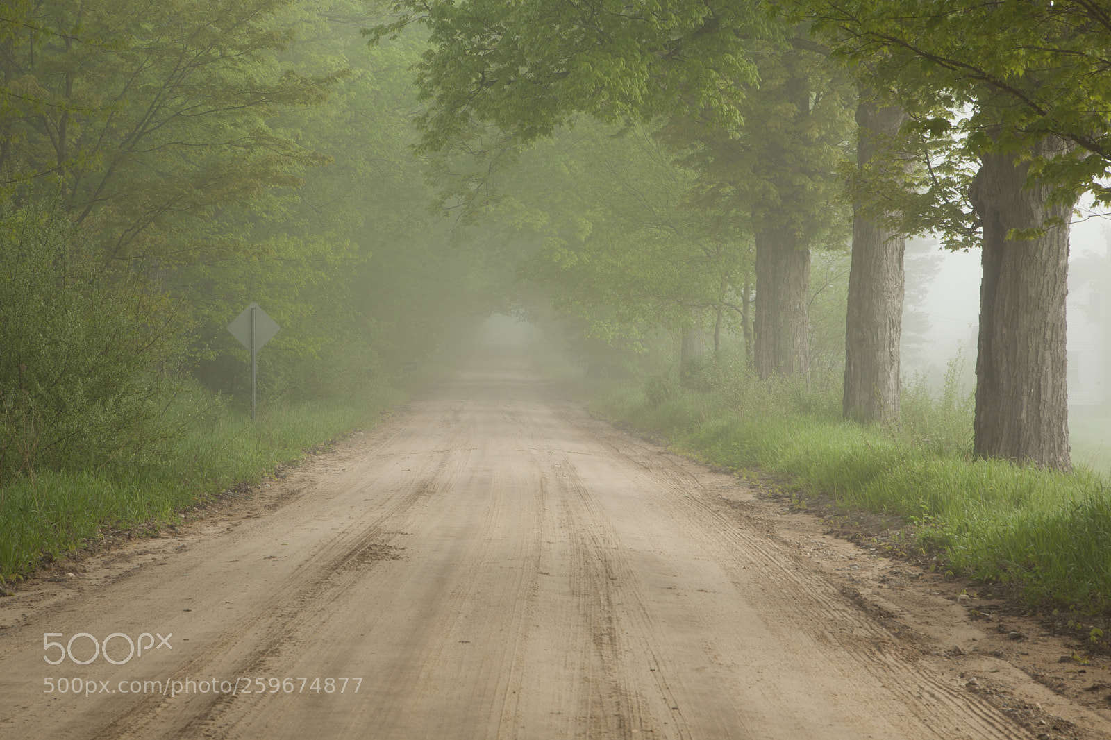 Canon EOS 5D Mark II sample photo. Tree lined gravel road photography