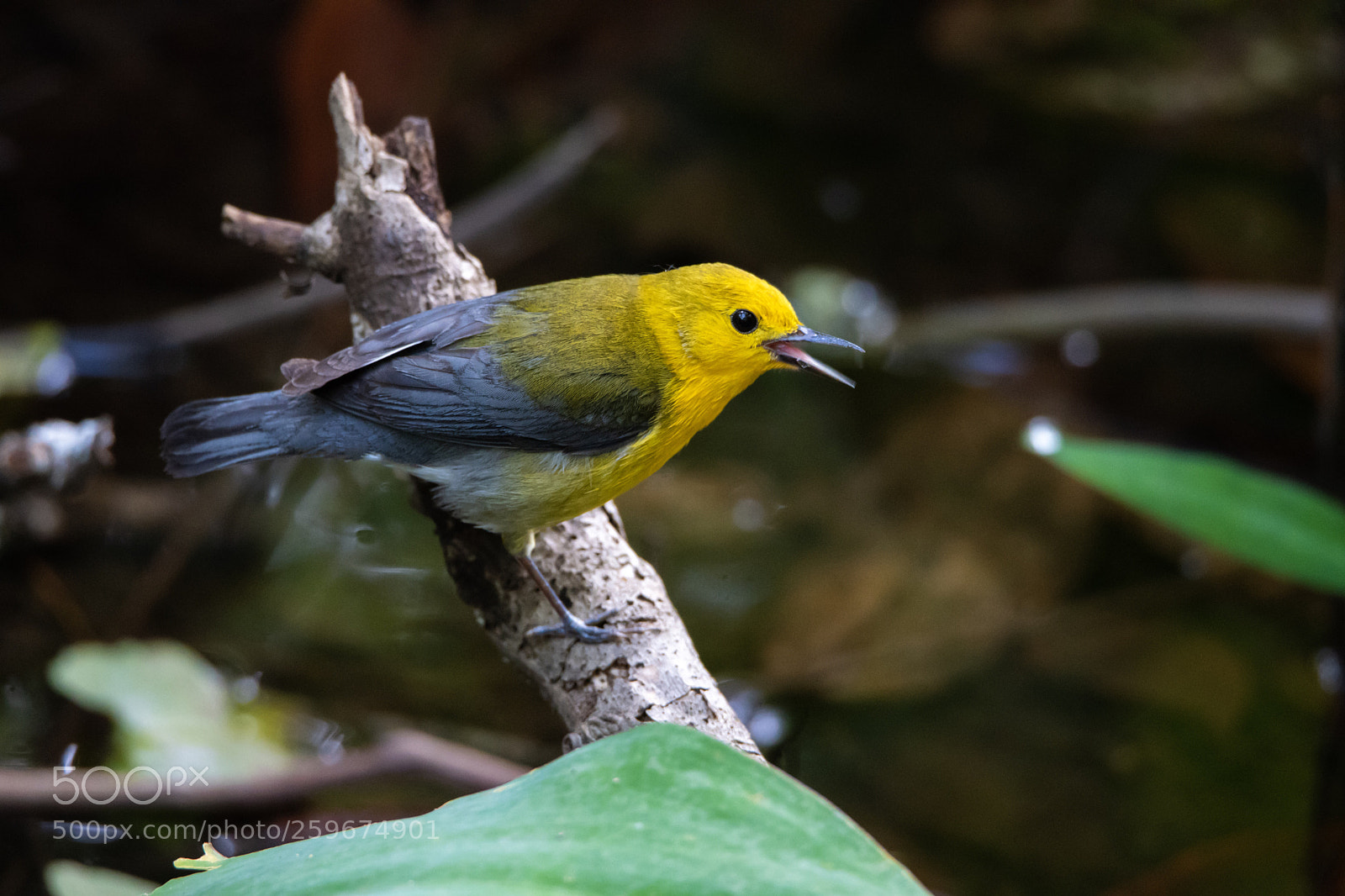 Nikon D500 sample photo. Warbler photography