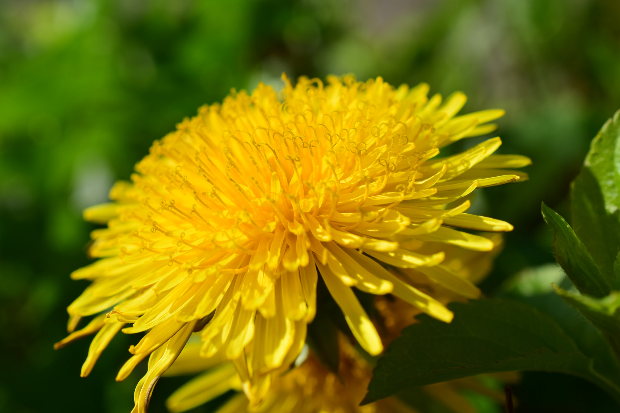 Nikon AF-S DX Micro Nikkor 40mm F2.8 sample photo. Close up flower photography