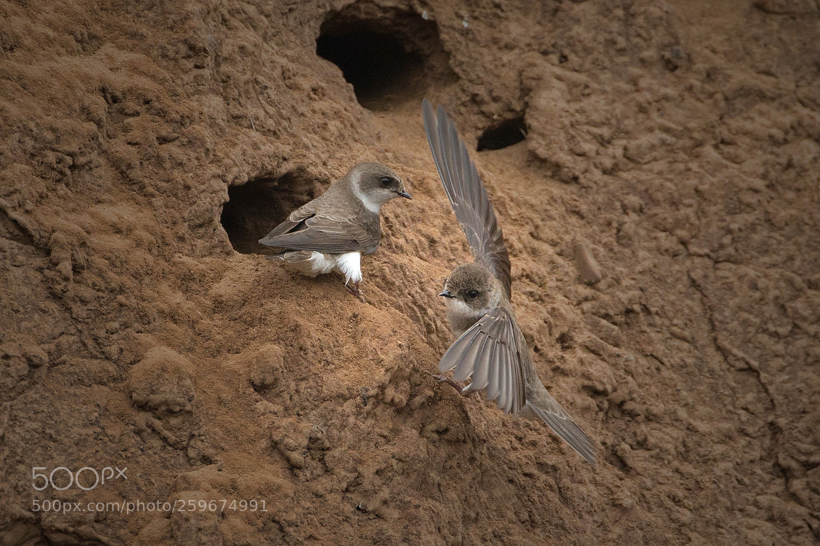 Canon EOS-1D X sample photo. Bank swallows 5296 photography