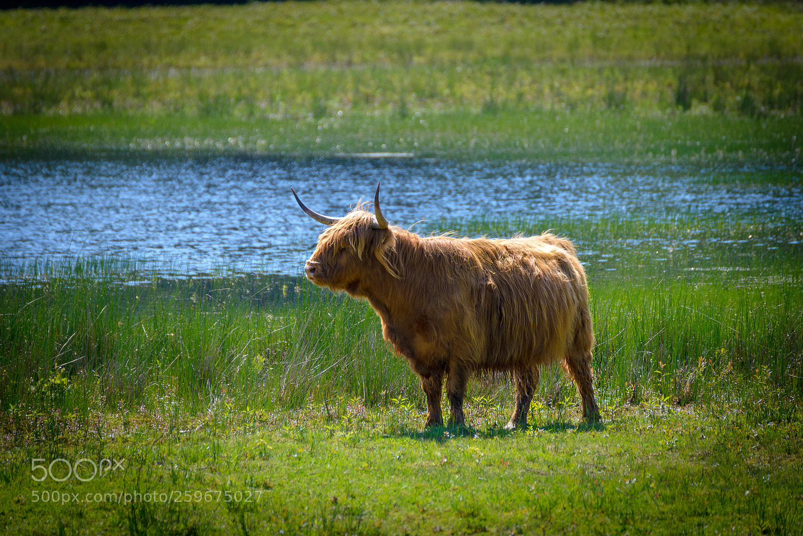 Nikon D610 sample photo. Stand strong photography