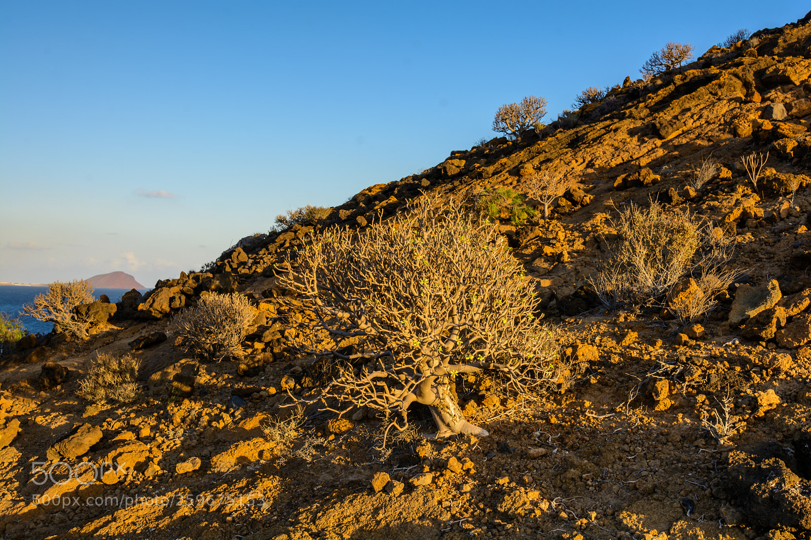 Nikon D7100 sample photo. Yellow mountain. tenerife. photography