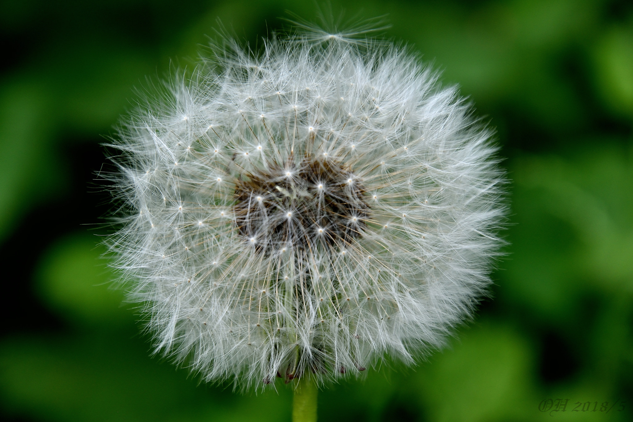 Nikon D5500 sample photo. F/8 - iso 220 - 1/250 sec photography