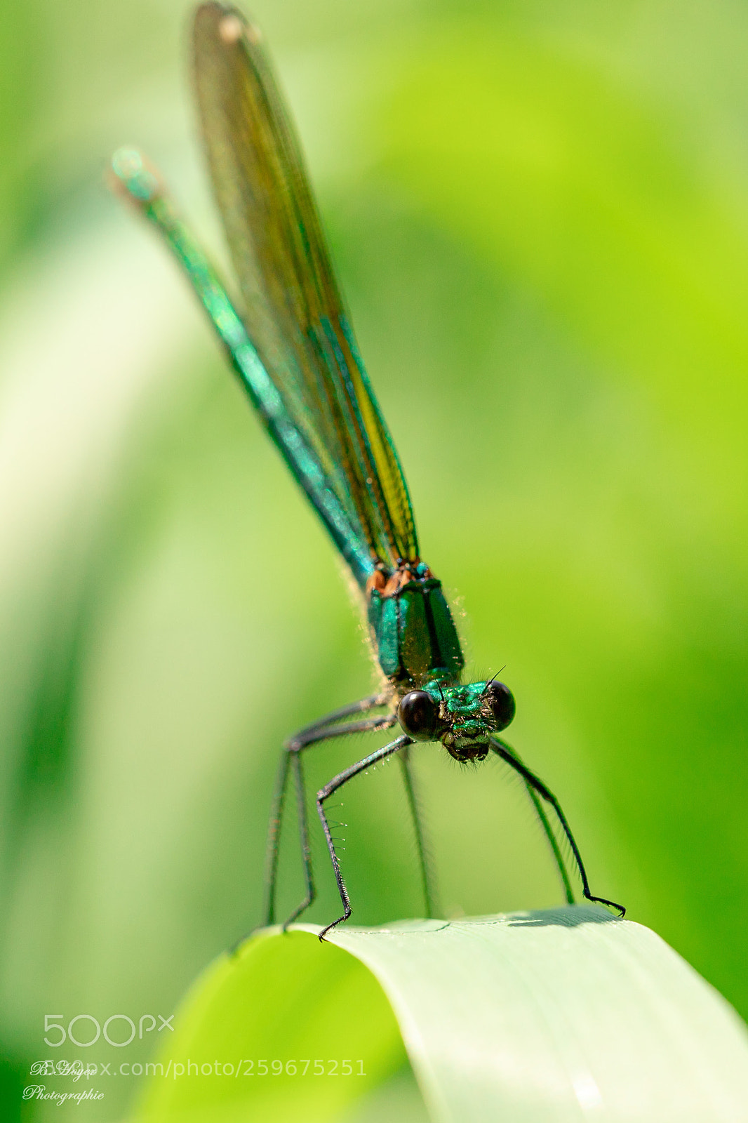 Canon EOS 6D Mark II sample photo. Dragonfly photography