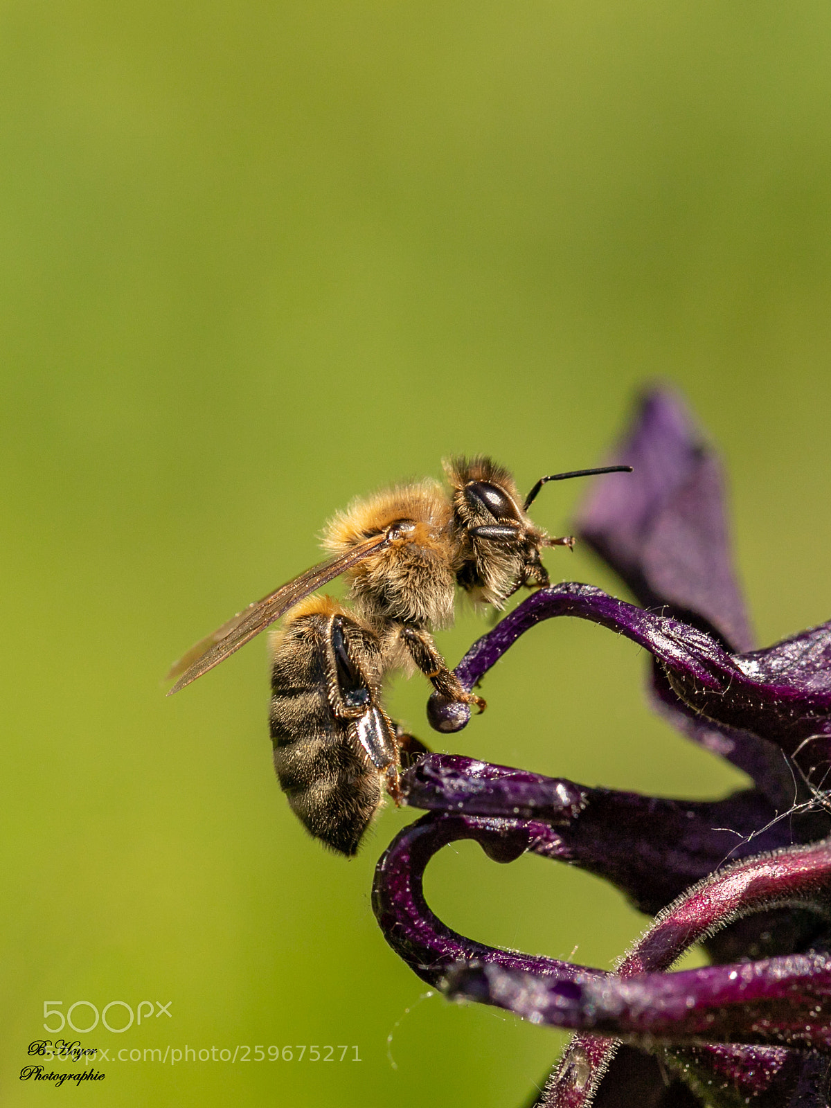 Canon EOS 6D Mark II sample photo. Bees photography