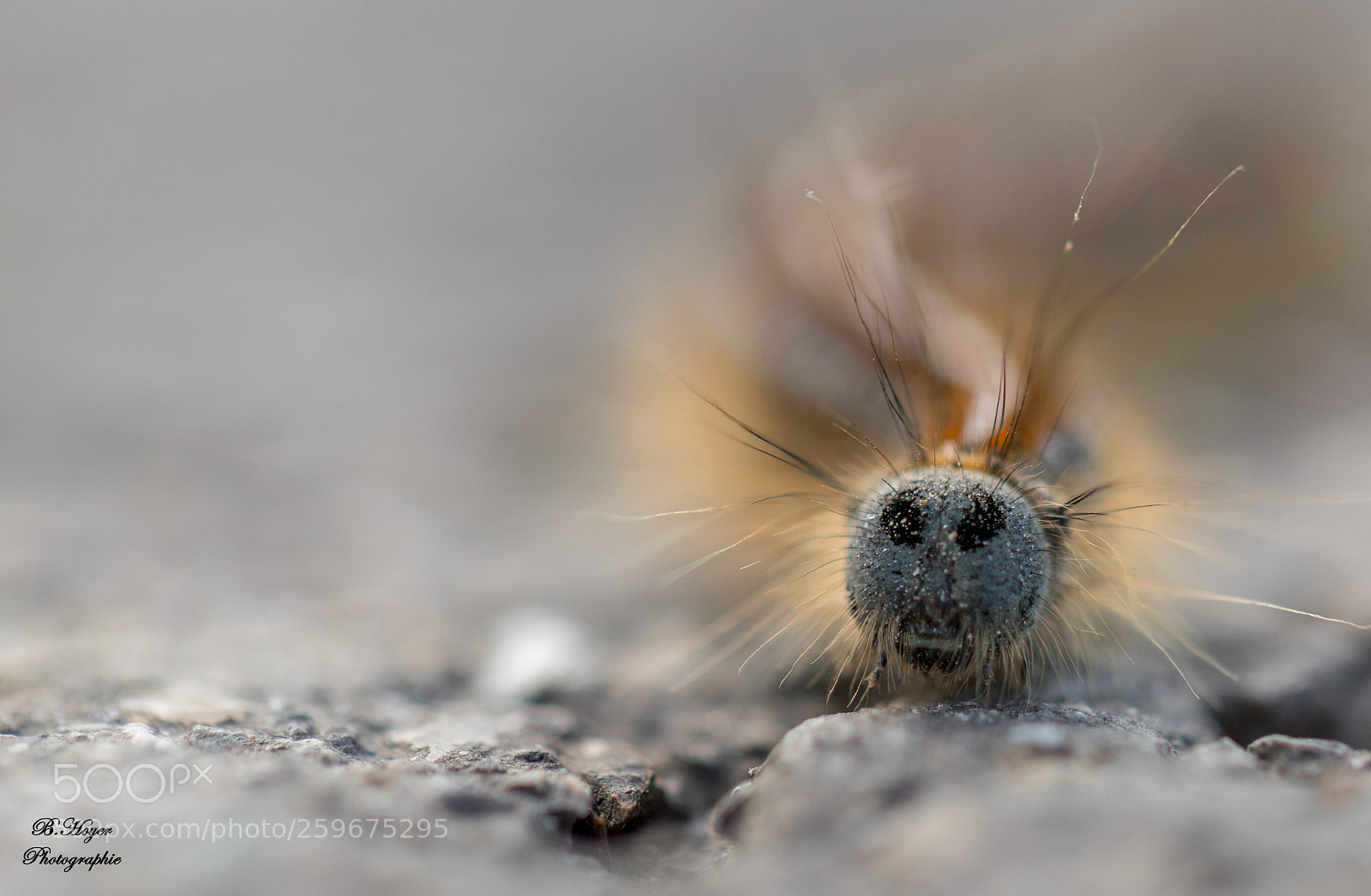 Canon EOS 6D Mark II sample photo. Caterpillar photography
