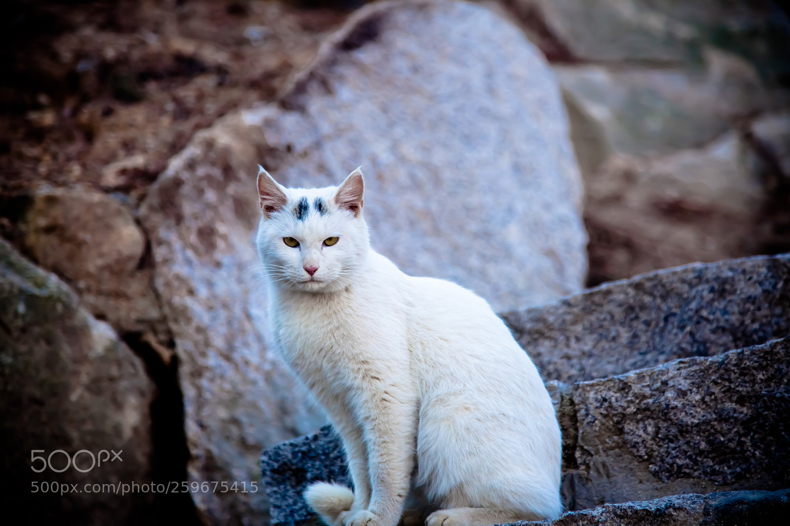 Canon EOS 5D Mark II sample photo. Cat photography