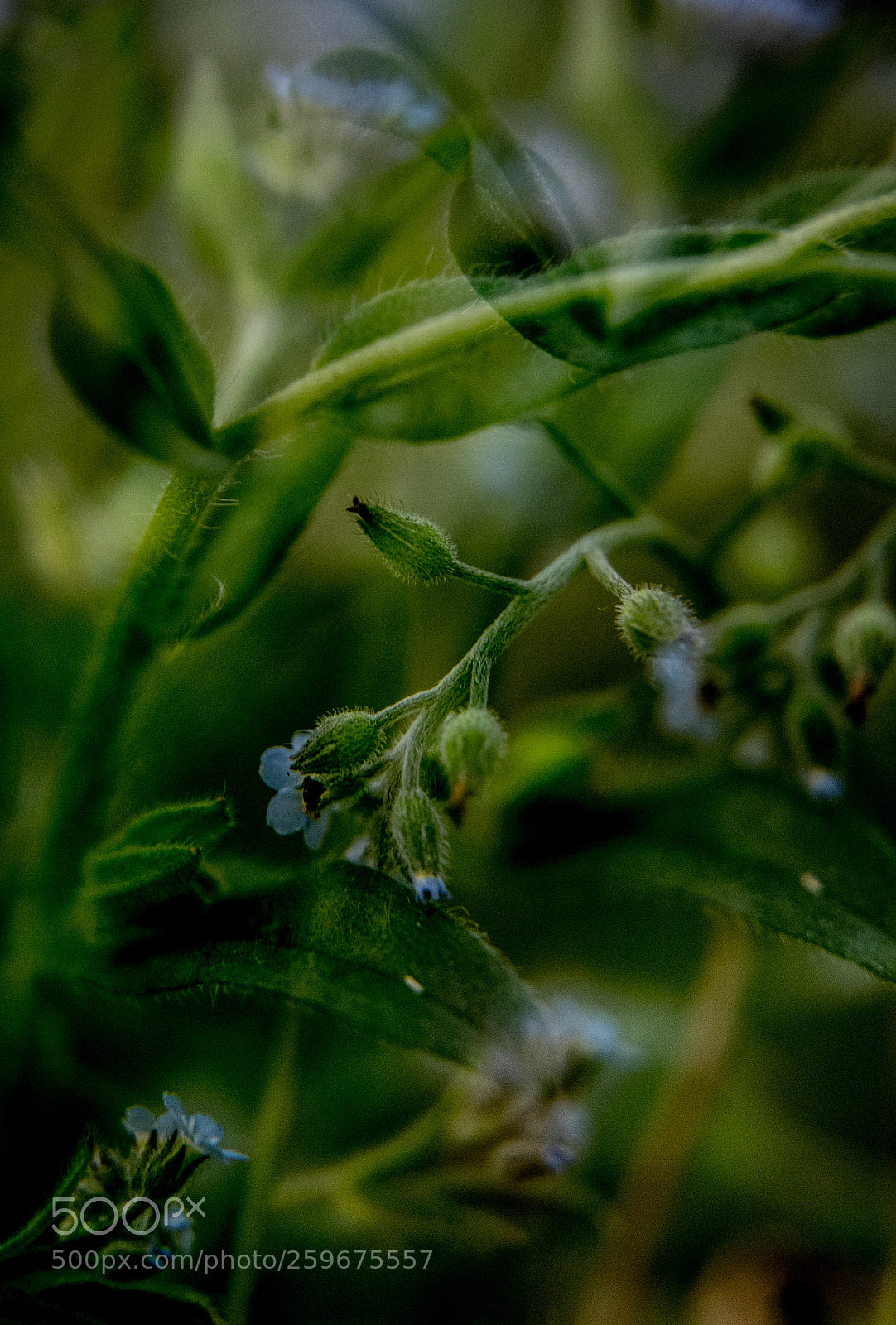 Canon EOS 6D Mark II sample photo. Blue flowers on green photography