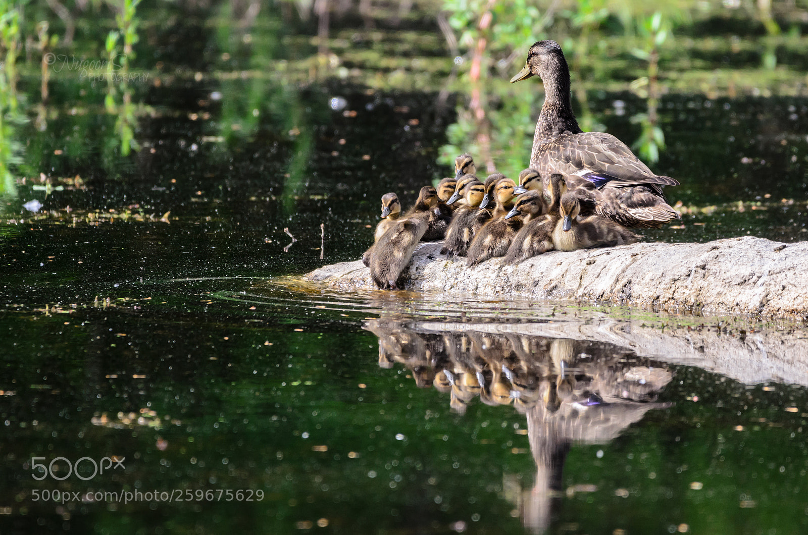 Nikon D7000 sample photo. Mallard duck and the photography