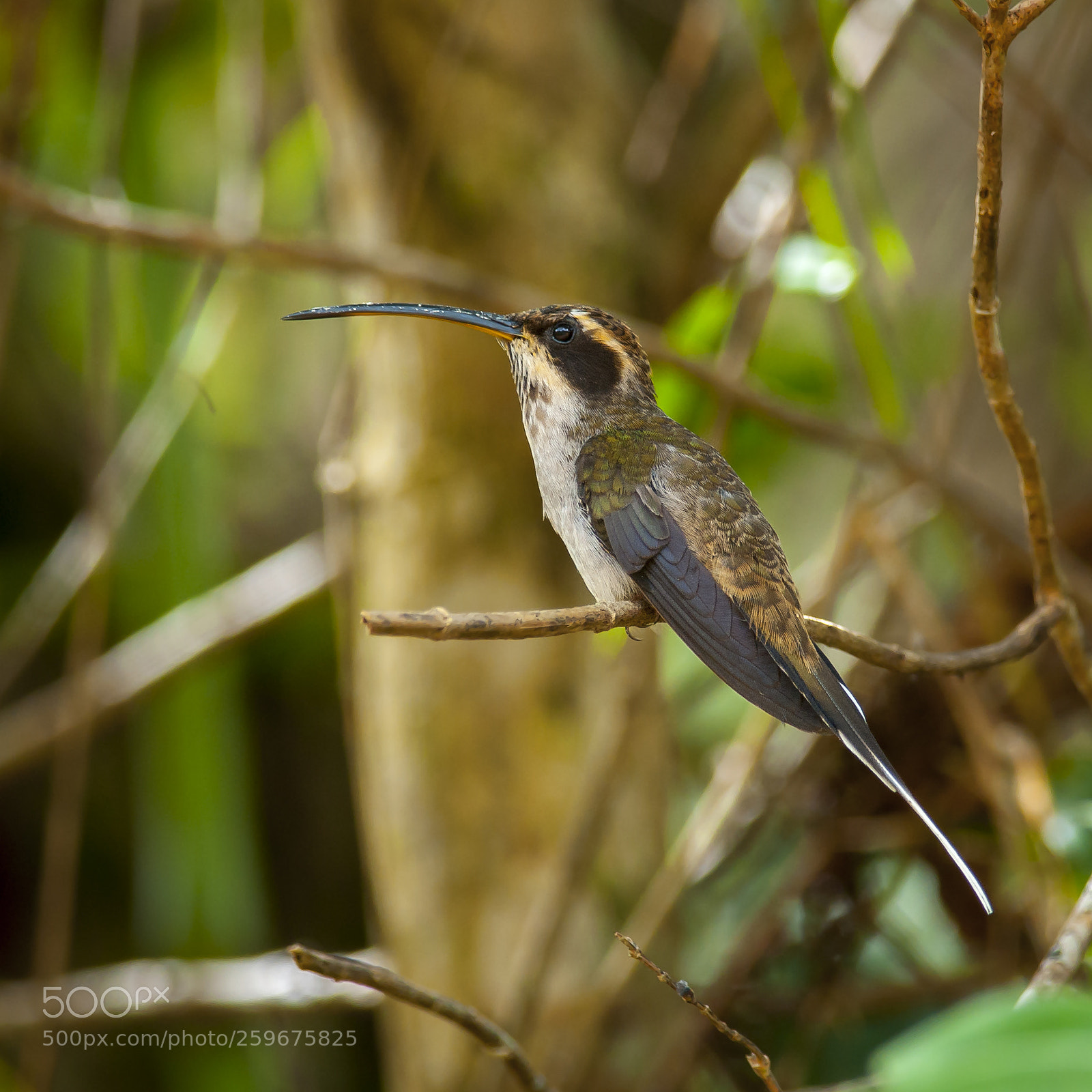 Nikon D5000 sample photo. Scale-throated hermit photography