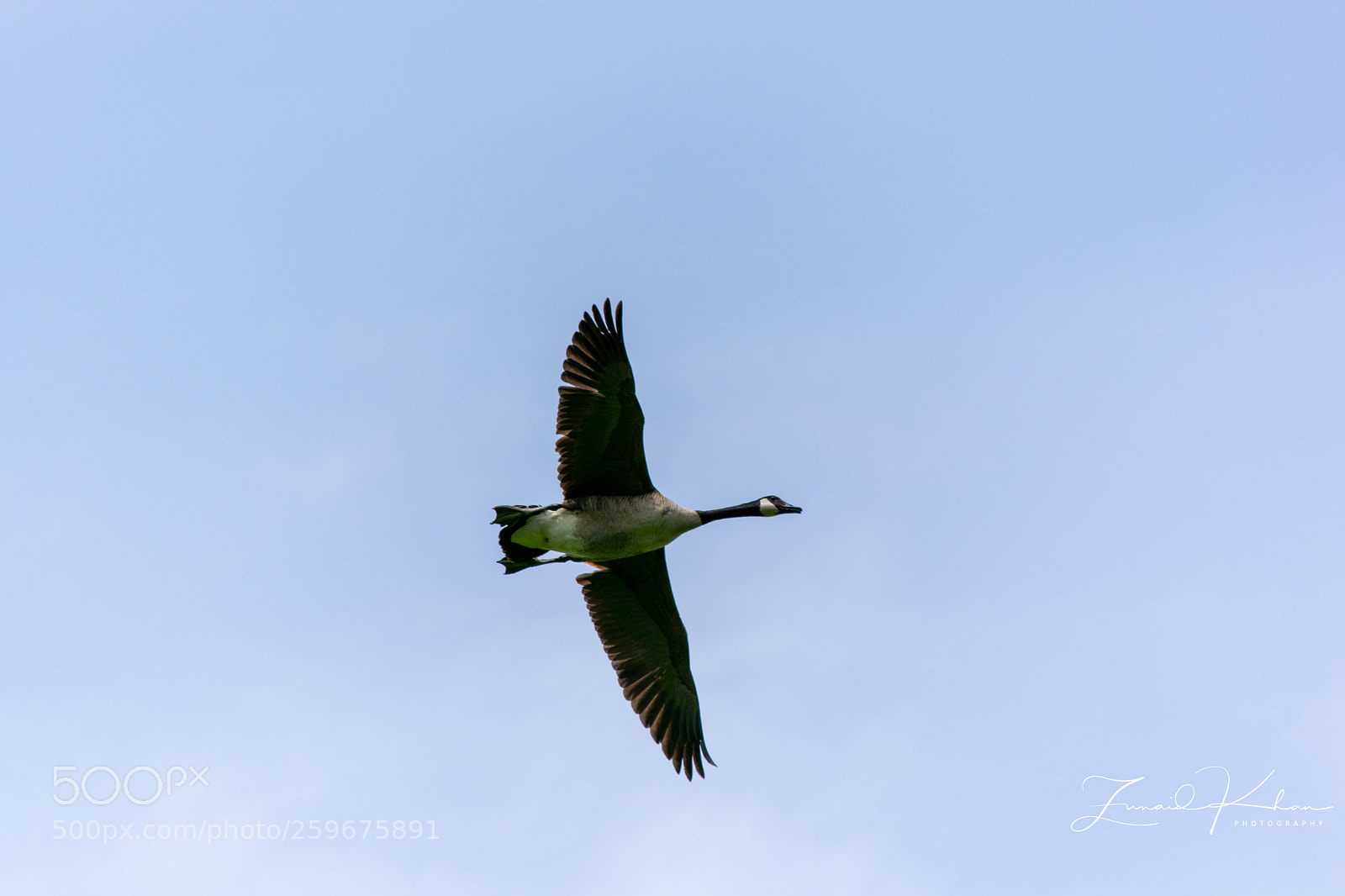 Nikon D3400 sample photo. Canada goose fly over photography