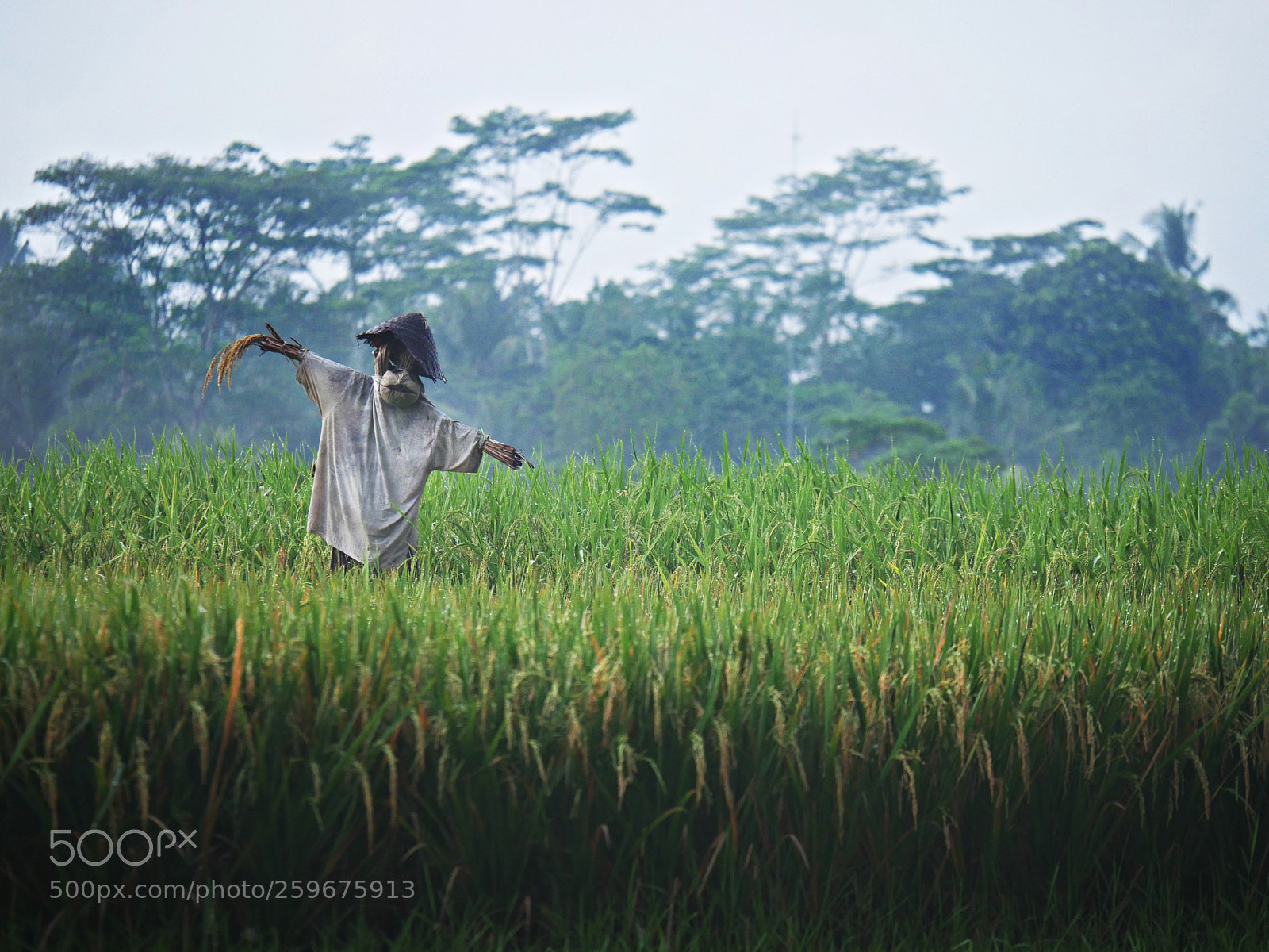 Panasonic Lumix DMC-GH4 sample photo. Scarecrow,, photography