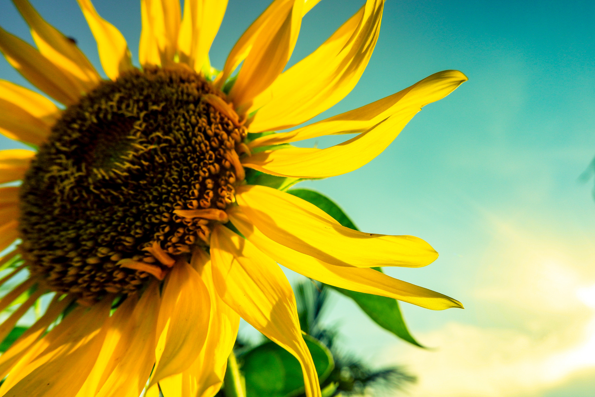 Fujifilm X-A5 sample photo. The sunflower who lose her sun photography