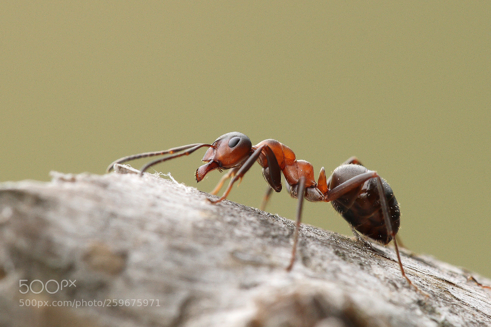 Canon EOS 30D sample photo. Ant photography