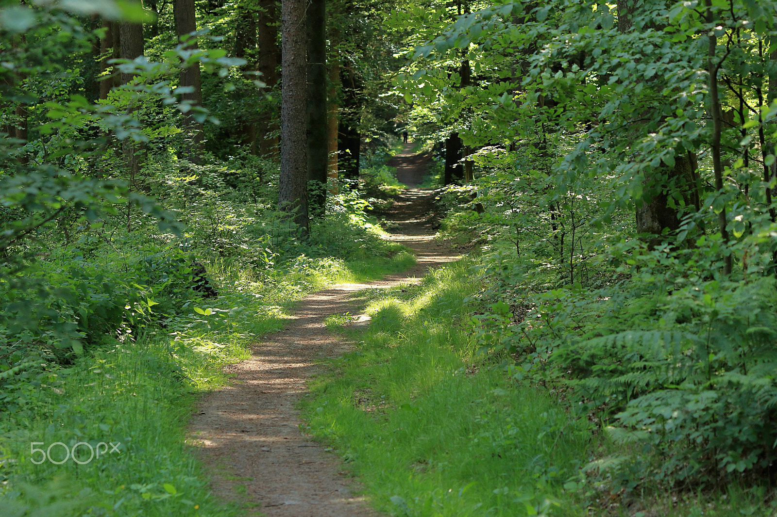Canon EF 70-300 F4-5.6 IS II USM sample photo. Pathes (44) photography