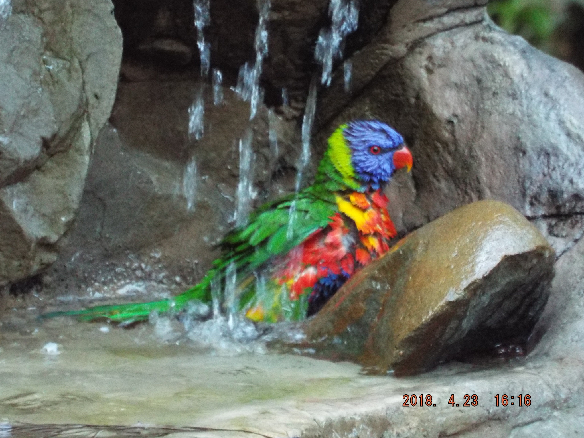 Fujifilm FinePix S9900W S9950W sample photo. Wild lorikeet taking a bath photography