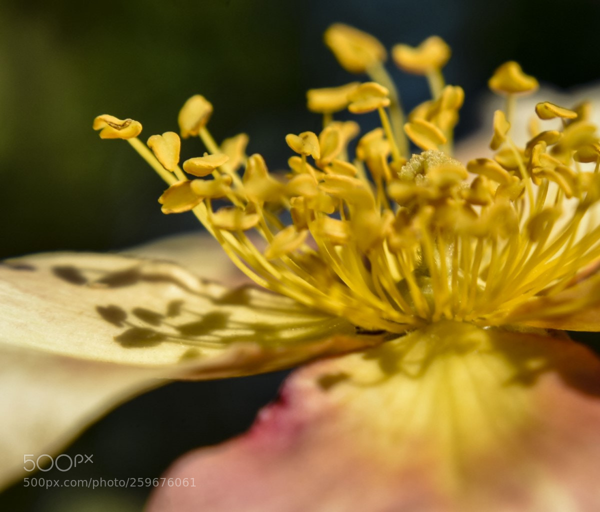 Nikon D7200 sample photo. Una flor photography