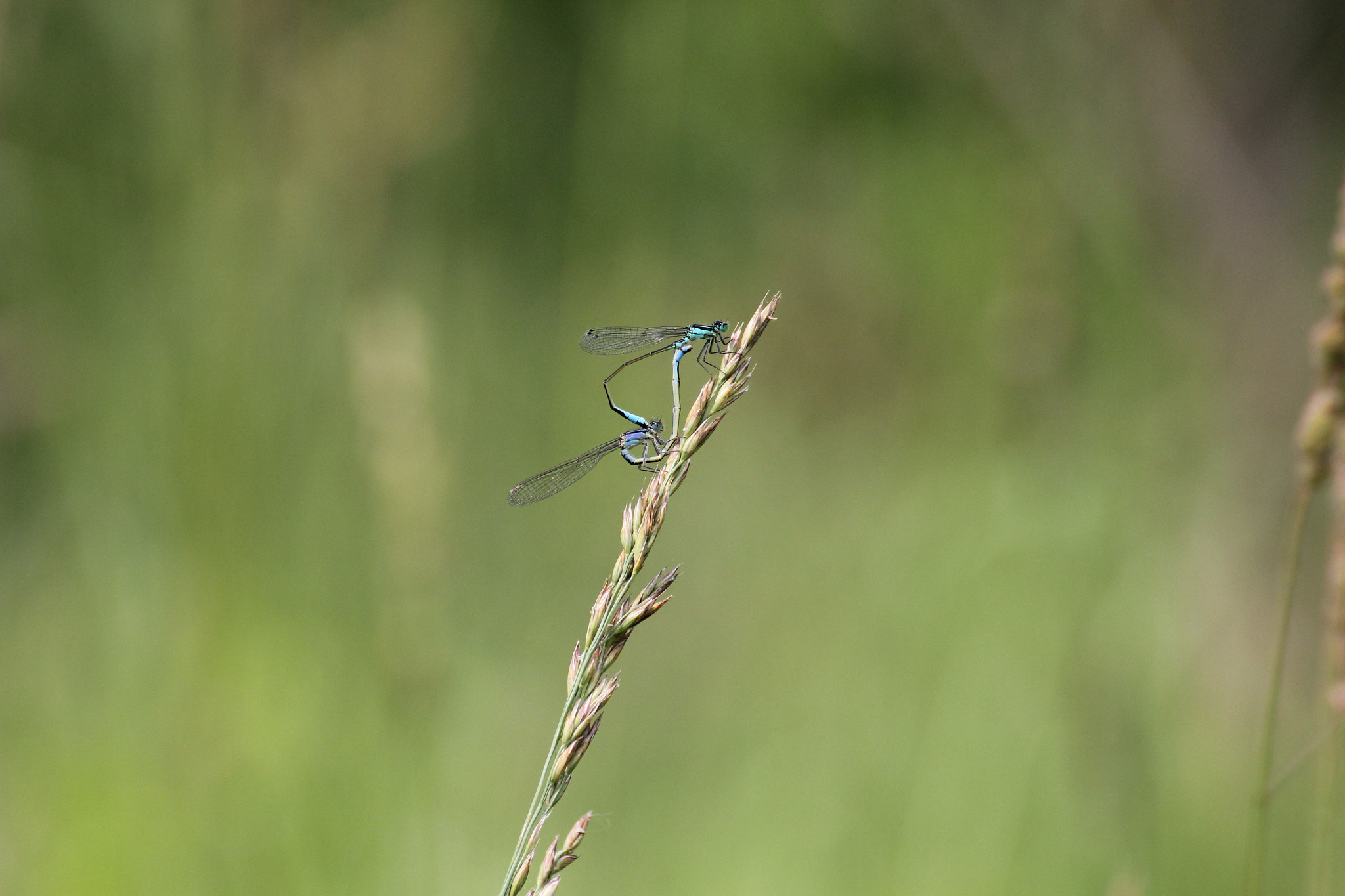 Canon EOS 550D (EOS Rebel T2i / EOS Kiss X4) + Tamron SP 35mm F1.8 Di VC USD sample photo. Love's dragonfly photography