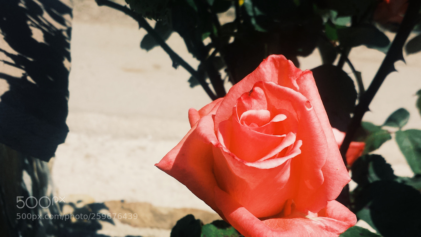 Samsung Galaxy S4 sample photo. Untitled photography