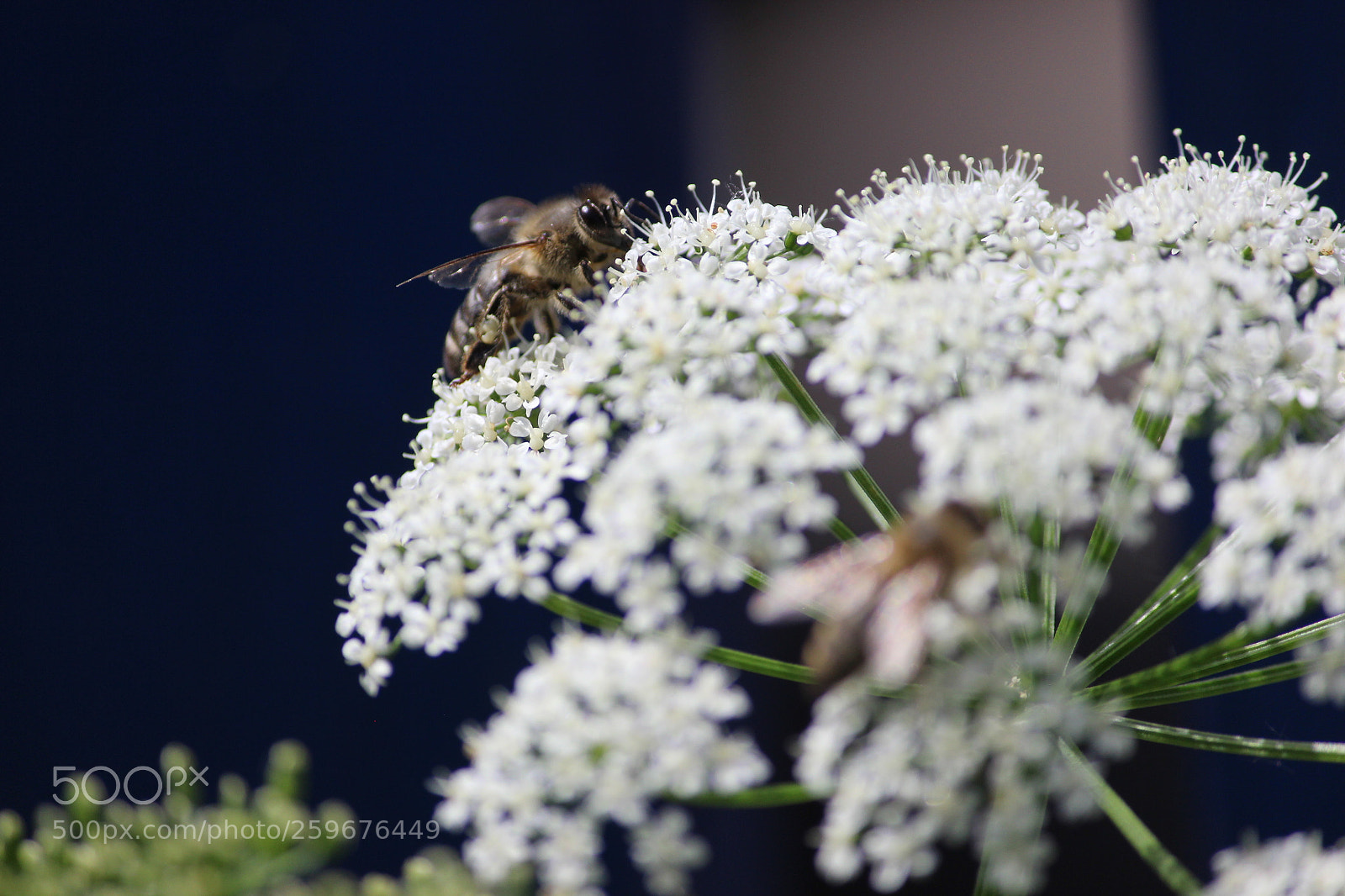 Canon EF-S 55-250mm F4-5.6 IS II sample photo. Bees in garden photography