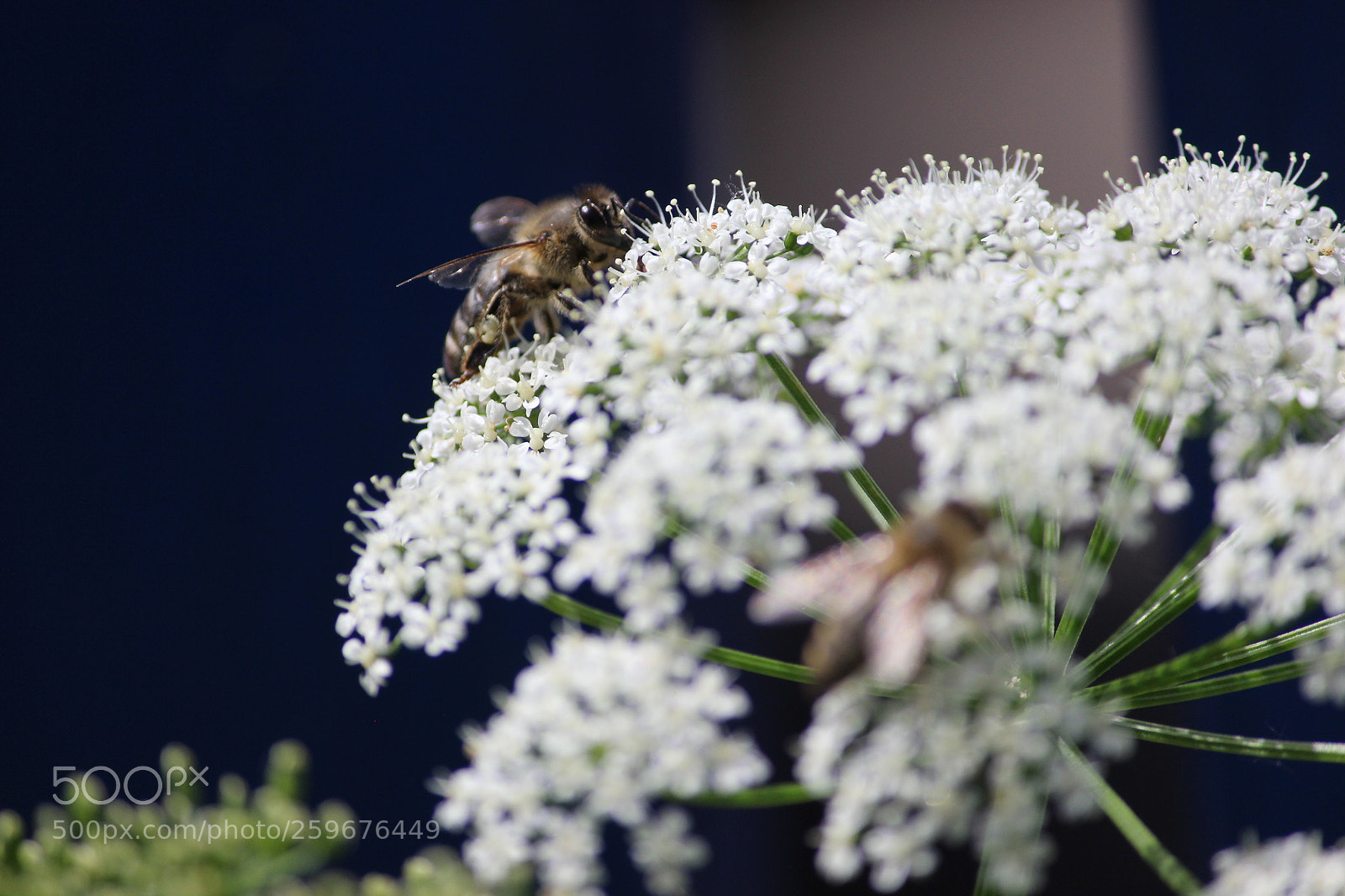 Canon EOS 600D (Rebel EOS T3i / EOS Kiss X5) sample photo. Bees in garden photography