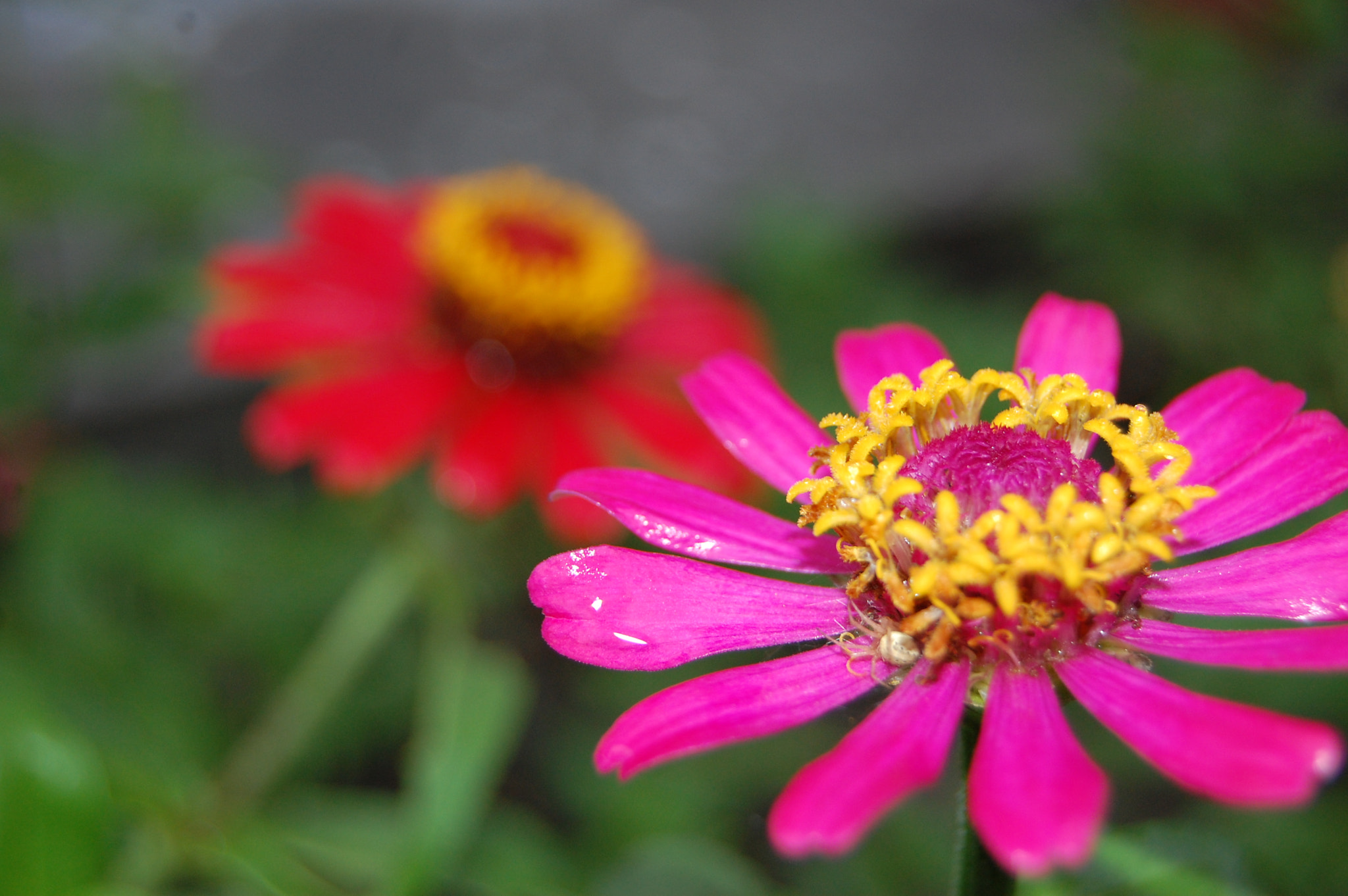 Nikon D40 sample photo