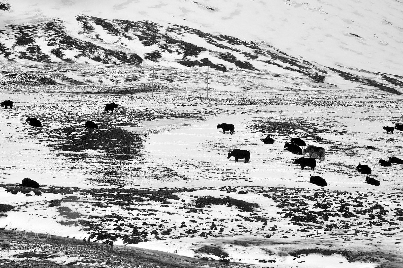 Nikon D90 sample photo. Tibet yaks photography