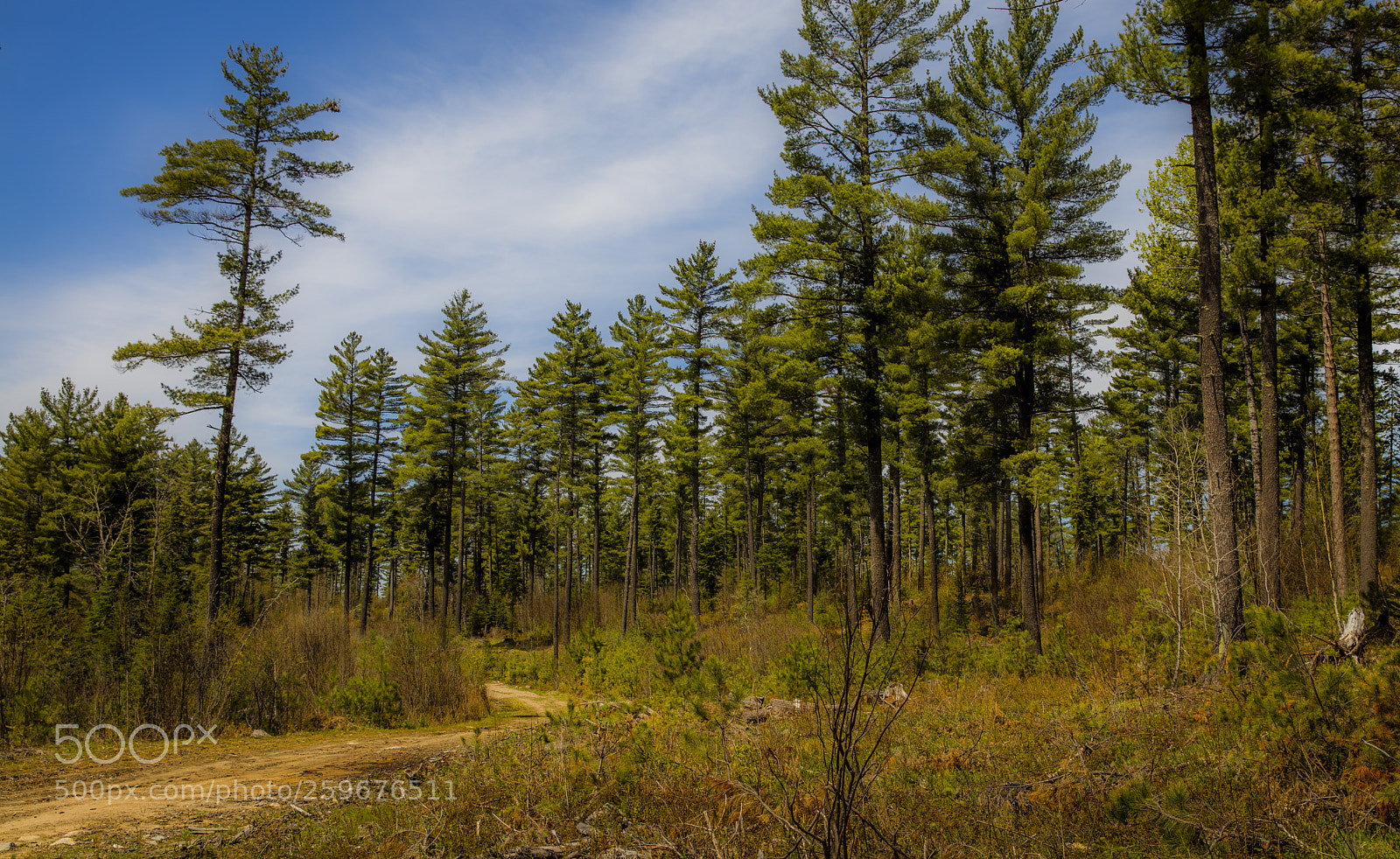 Canon EOS 5DS sample photo. Logging road photography