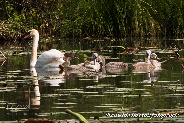 Nikon D500 sample photo. Grazie di curtatone (mn) 27.05.18 photography