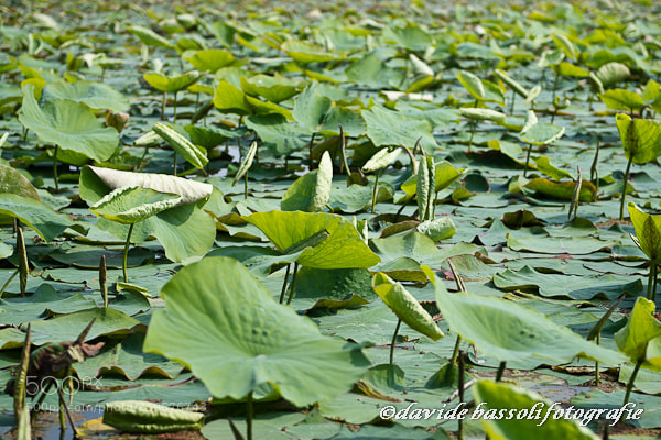 Nikon D500 sample photo. Grazie di curtatone (mn) 27.05.18 photography