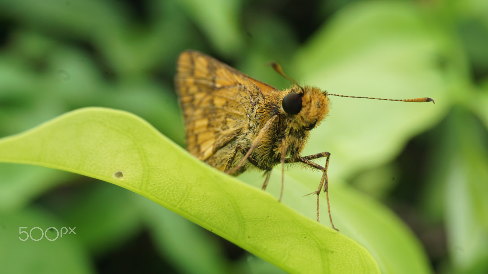 Sony a6000 + Sony E 18-50mm F4-5.6 sample photo. Moth photography