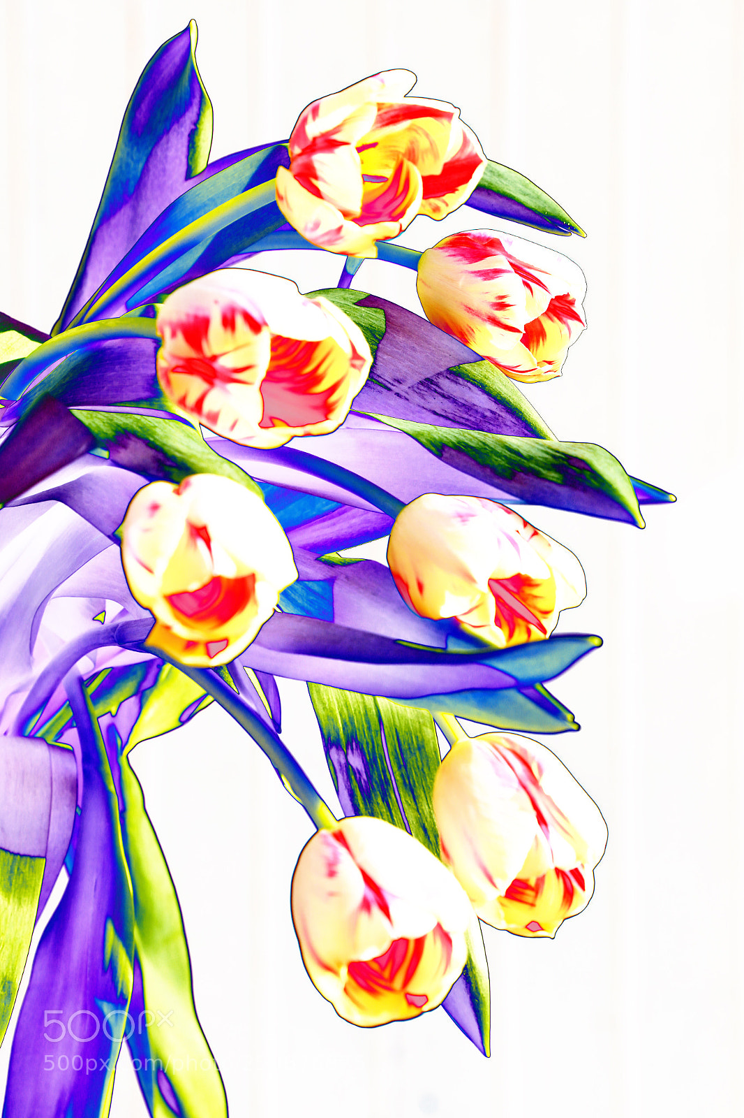 Canon EOS 6D sample photo. Tulpen photography