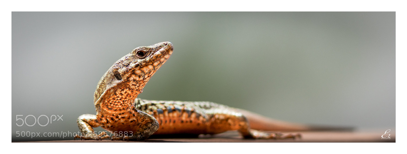 Canon EOS 80D sample photo. Lézard photography