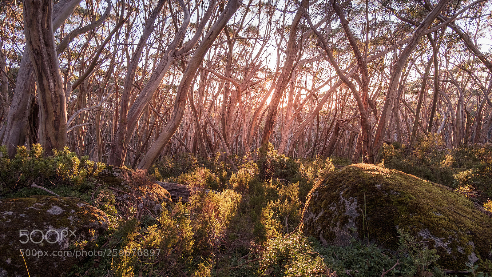 Fujifilm X-T10 sample photo. Snow gums in the photography