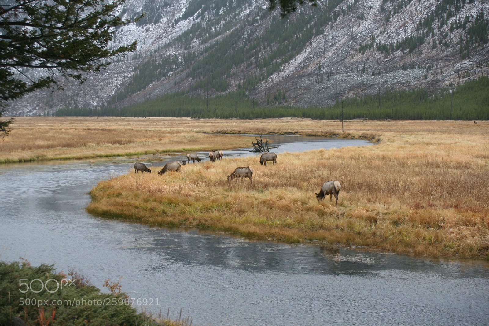 Canon EOS 30D sample photo. Elk grazing the madison photography