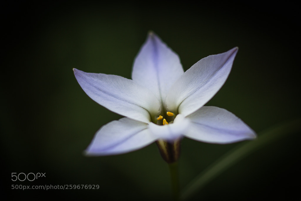 Canon EOS 60D sample photo. Schneeglanz (chiorodoxa forbesii) photography