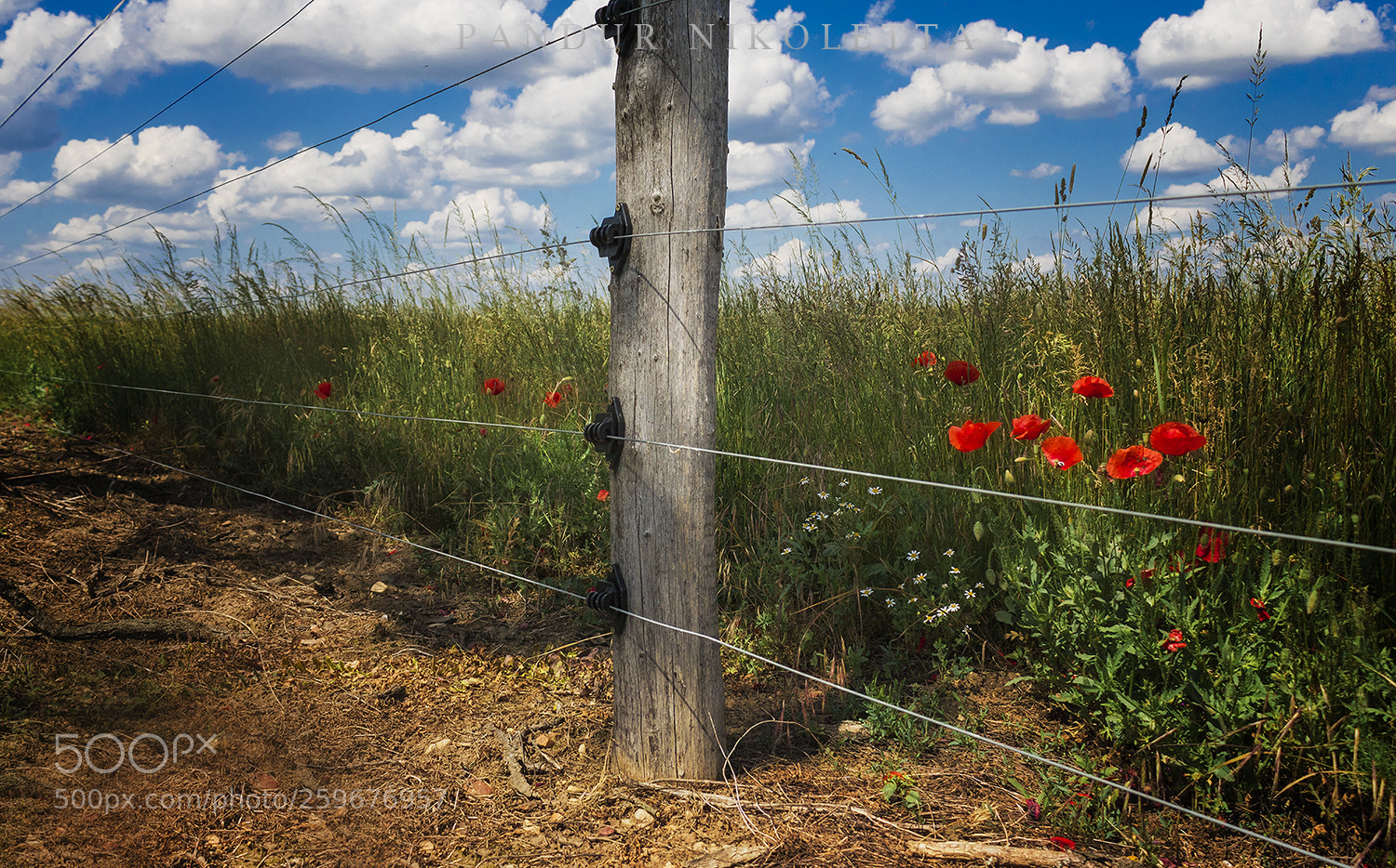 Canon EOS 750D (EOS Rebel T6i / EOS Kiss X8i) sample photo. Pipacs mezŐ photography
