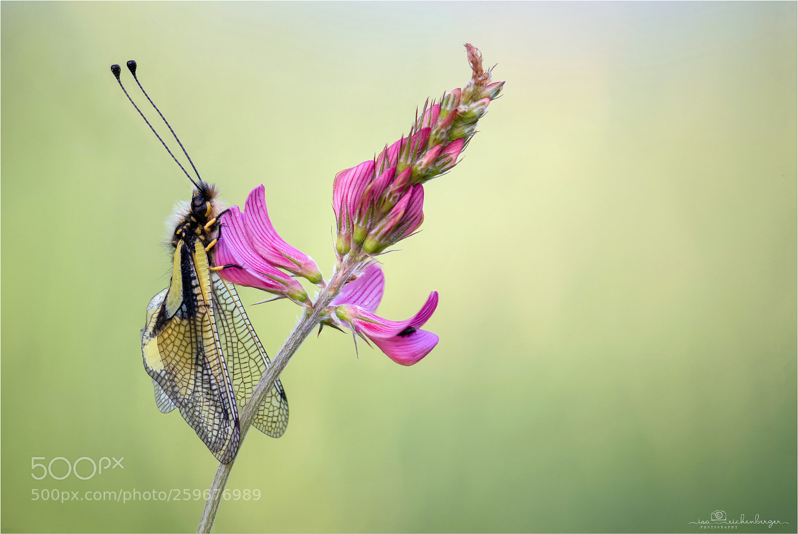 Nikon D850 sample photo. Libelloides coccajus photography