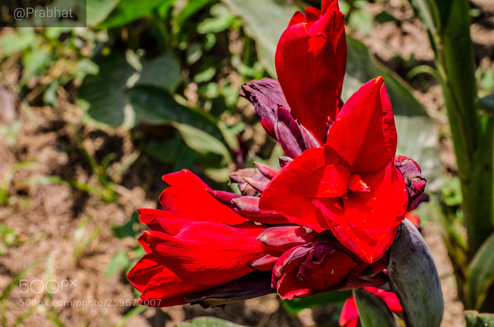 Nikon D7000 sample photo. Flower photography