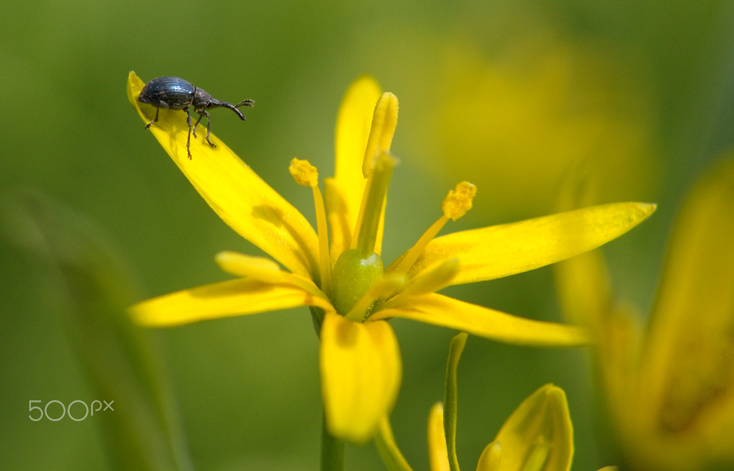 Nikon D300S sample photo. Ж photography