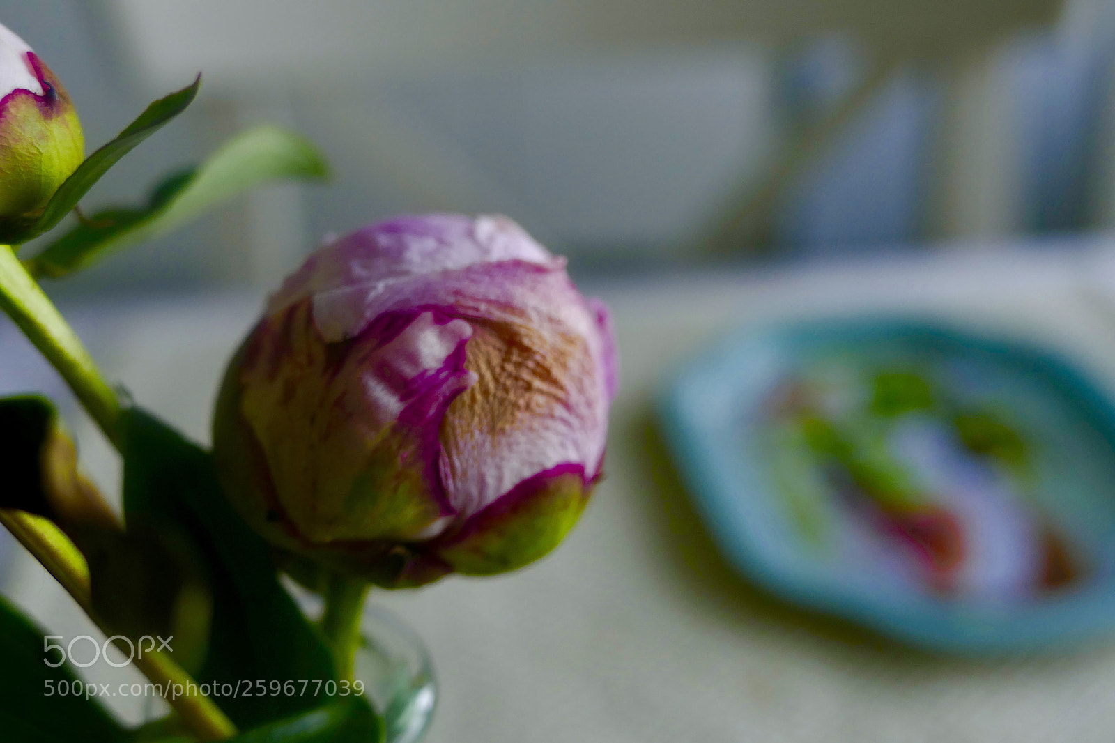 Panasonic Lumix DMC-FZ1000 sample photo. A peony in lund photography