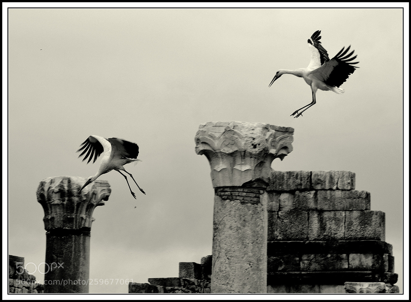 Nikon D7000 sample photo. Dancing storks photography