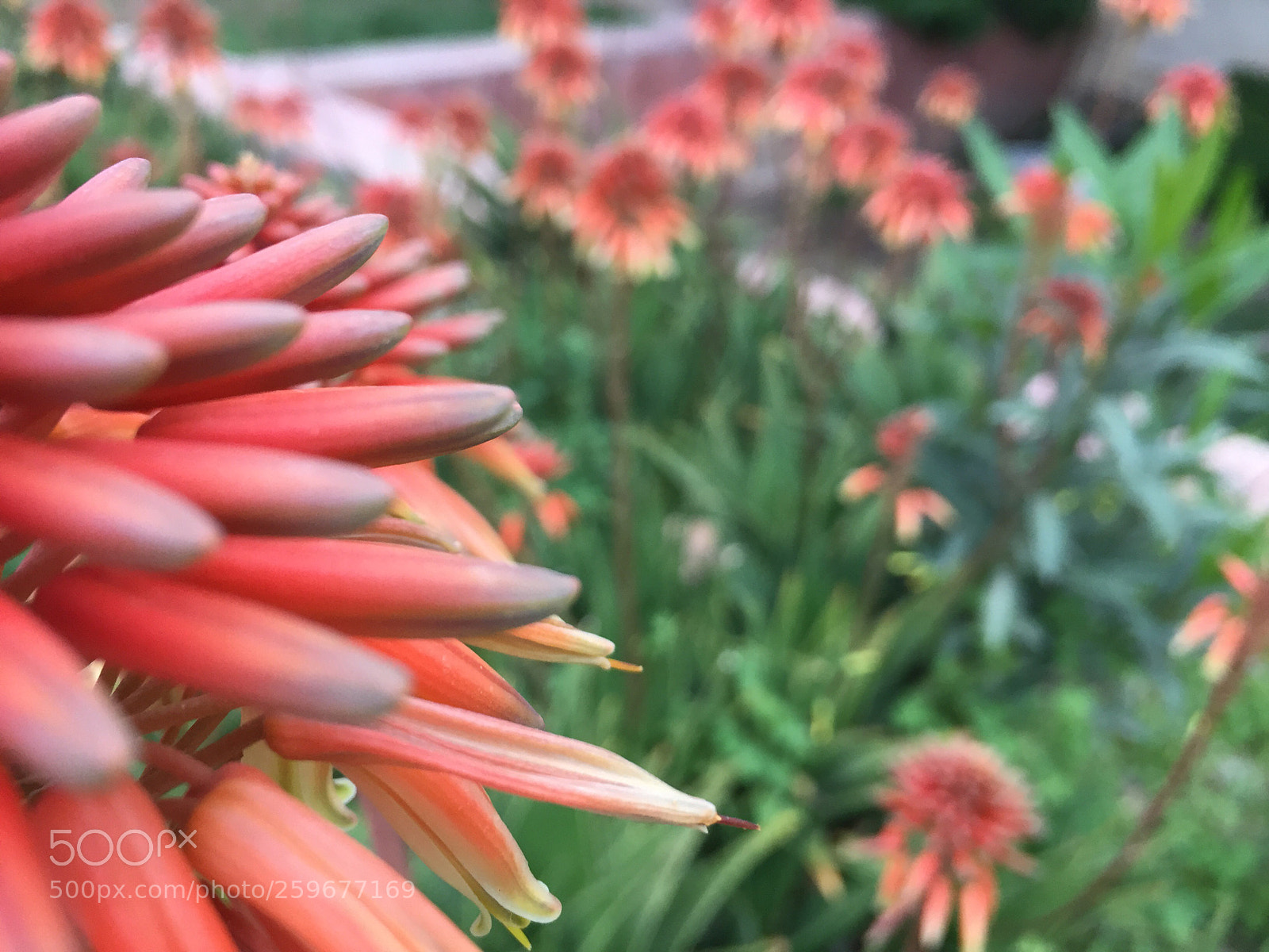 Apple iPhone 6 sample photo. Untitled photography