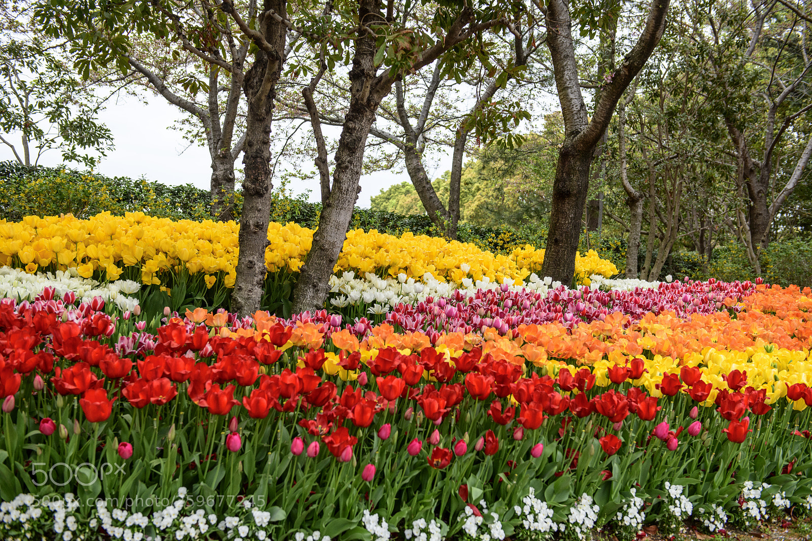 Nikon D850 sample photo. Spring in japan photography