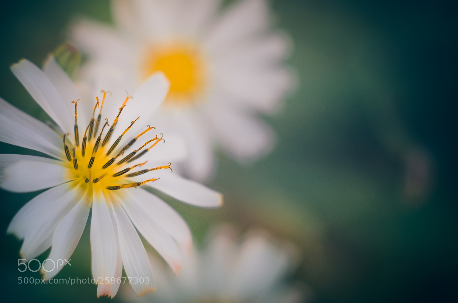 Nikon D7000 sample photo. Blur photography