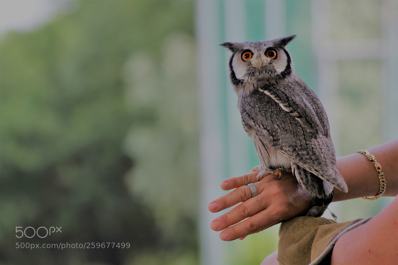 Canon EOS 550D (EOS Rebel T2i / EOS Kiss X4) sample photo. African's owl photography