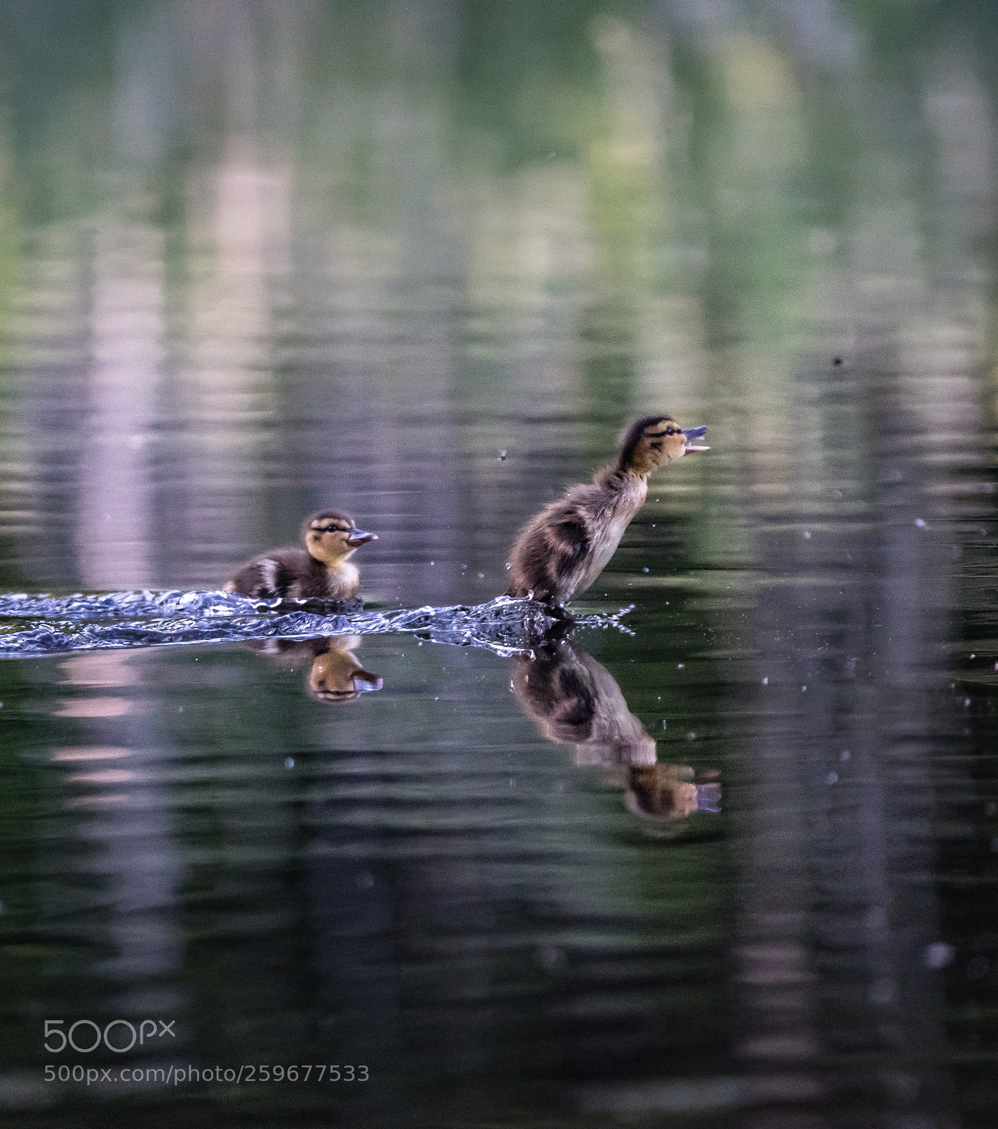 Nikon D750 sample photo. Ducklings chasing flies photography