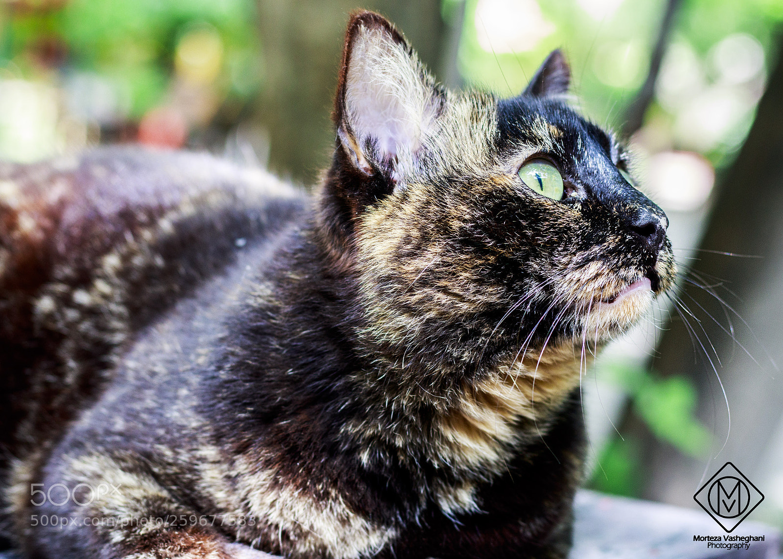 Canon EOS 80D sample photo. Look at my side photography